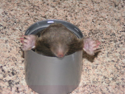 mole1.jpg
