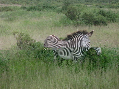 chris AFRICA 064.jpg